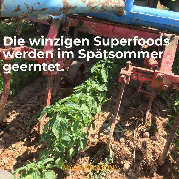 Basis Granola – Bild 6